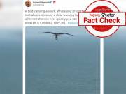 Fact Check: Bird in the viral video was not carrying a shark