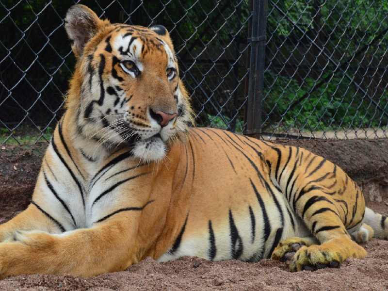 11-year-old Royal Bengal tiger dies at Hyderabads Nehru Zoological Park