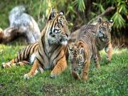 Nehru Zoological Park names cub after martyred soldier ‘Santosh’