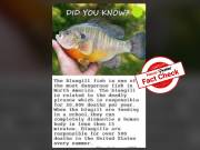 Fact Check: Viral claims that Bluegill is most dangerous fish in North America are FALSE