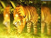 Tigress ‘I’ crosses into Adilabad for the 3rd time in search of suitable habitat