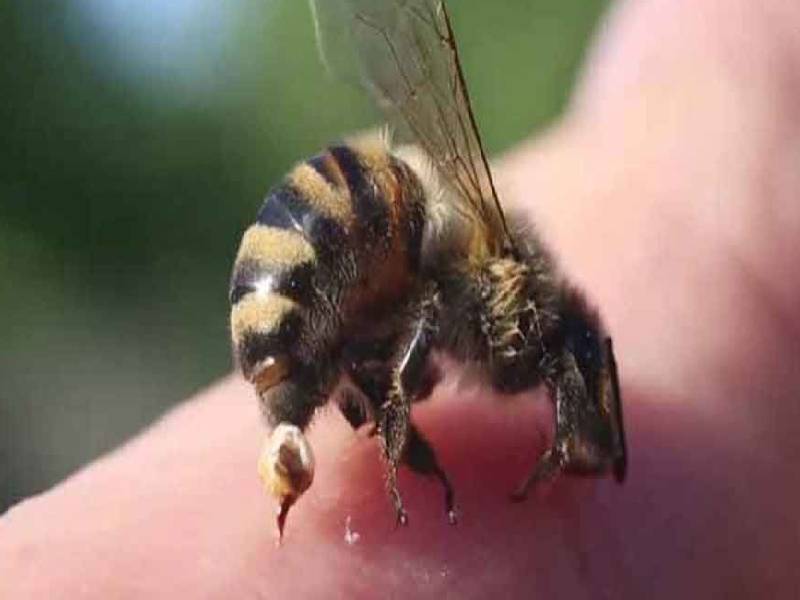 42YO Andhra engineer dies in bee attack in Kurnool