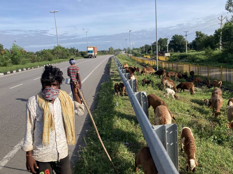 Fodder shortage force shepherds to migrate from erstwhile Mahabubnagar