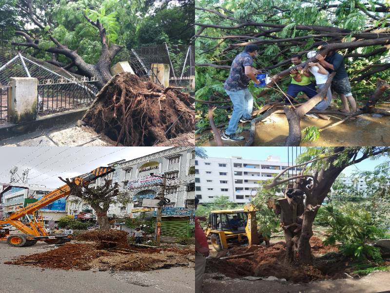 Hyderabad NGO Vata foundation offers solution to revive fallen trees post floods