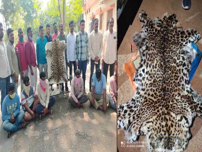 6 held for killing leopard, trying to sell skin 6 held for killing leopard, trying to sell skin