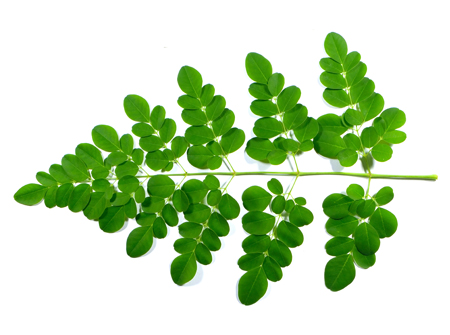 health benefits of moringa leaves